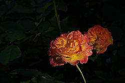 Rosenzeit II - Bernhard Saalfeld